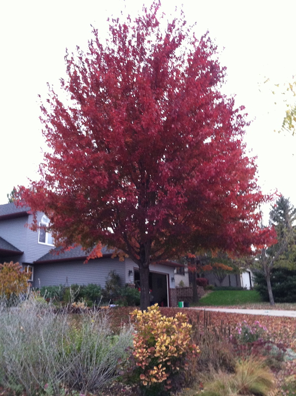 large maple tree with red leaves