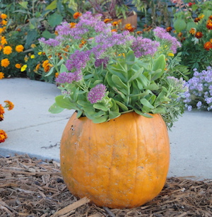 pumpkin planter with sedum