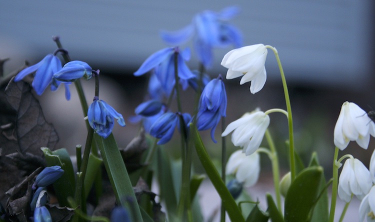 blue and white bulbs in bloom