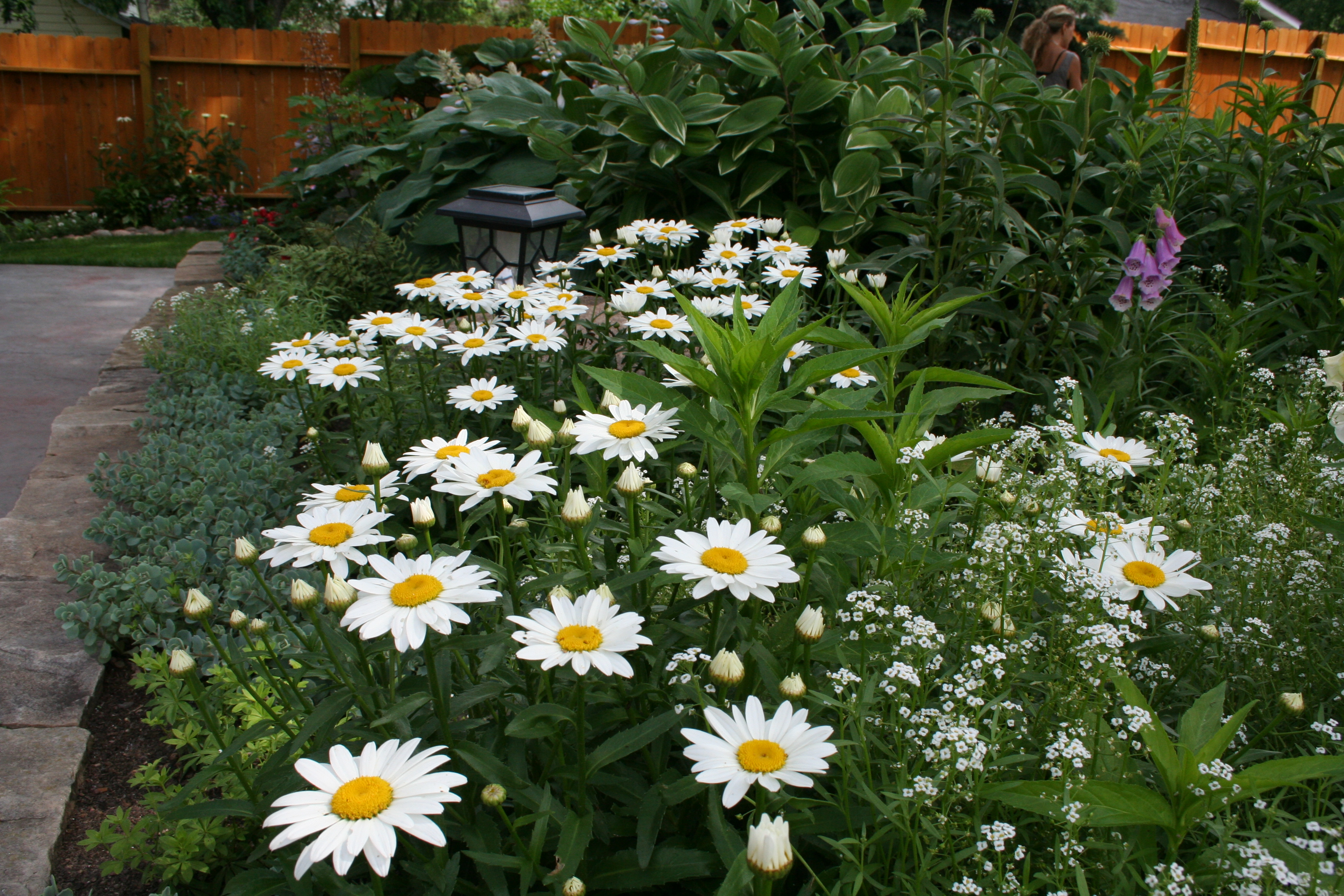 Daisies