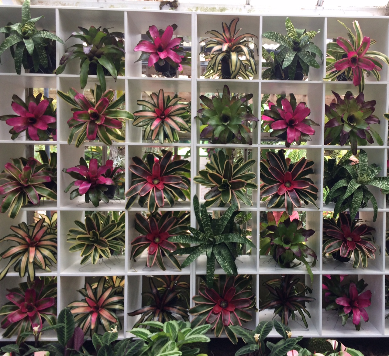 Bromeliads in a display case Marie Selby garden