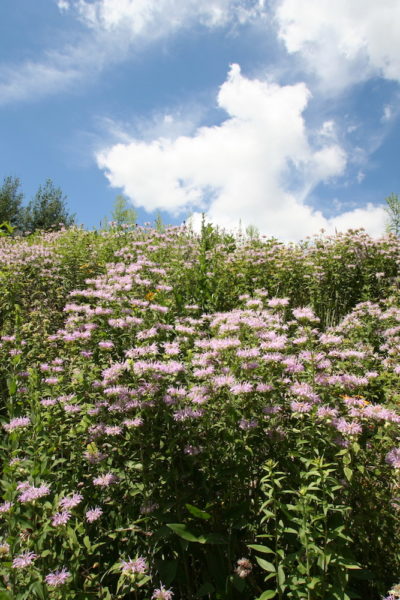 native plant garden