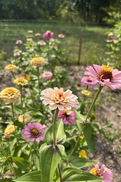 A row of zinnias in a community garden